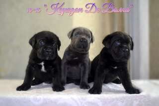 Щенки кане корсо для серьезных владельцев