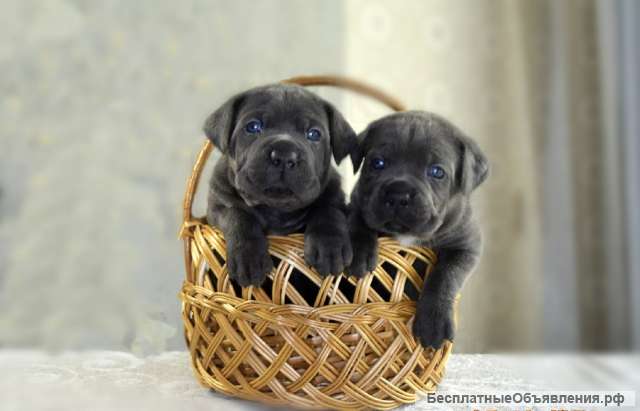 Щенки кане корсо для серьезных владельцев