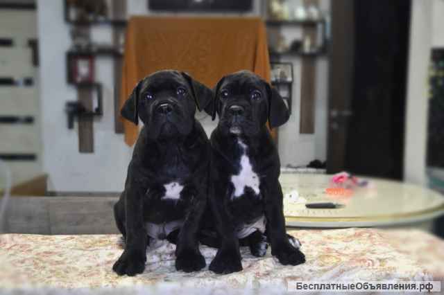 Щенки кане корсо для серьезных владельцев