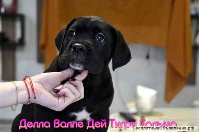 Щенки кане корсо для серьезных владельцев