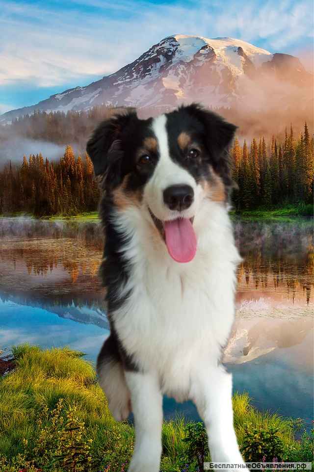 Австралийская овчарка