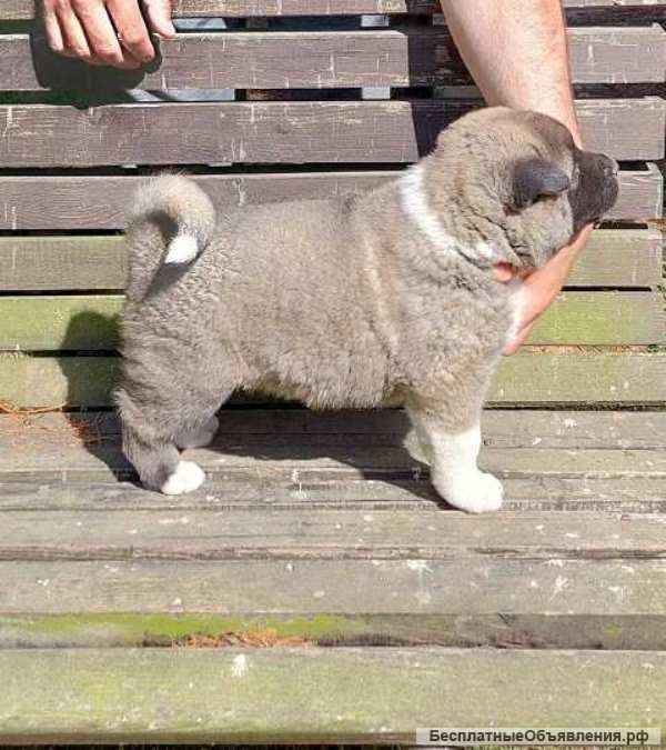 Американская Акита, щенки