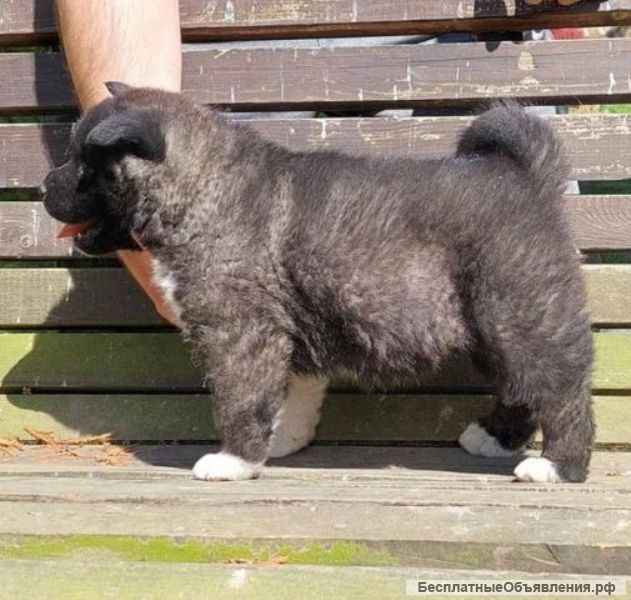 Американская Акита, щенки