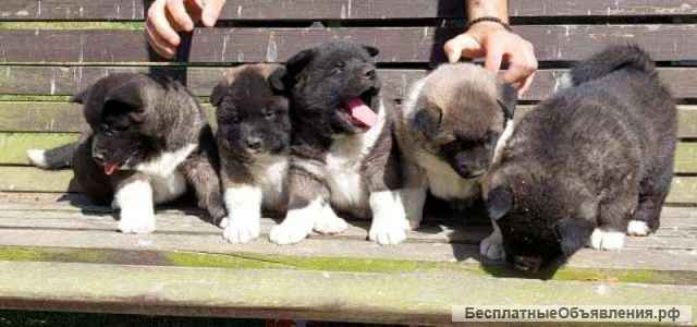 Американская Акита, щенки