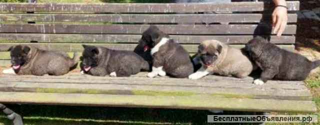 Американская Акита, щенки