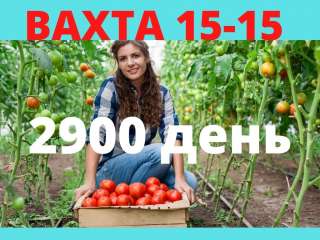 Работа Вахта В Москве 15-15 Упаковщик с Питинием