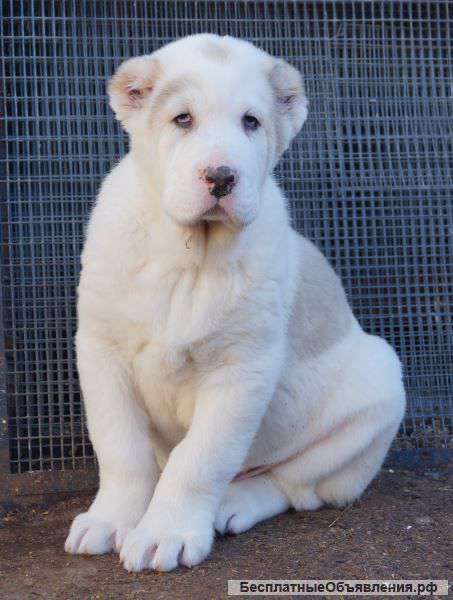 Тяжи Алабая щенки