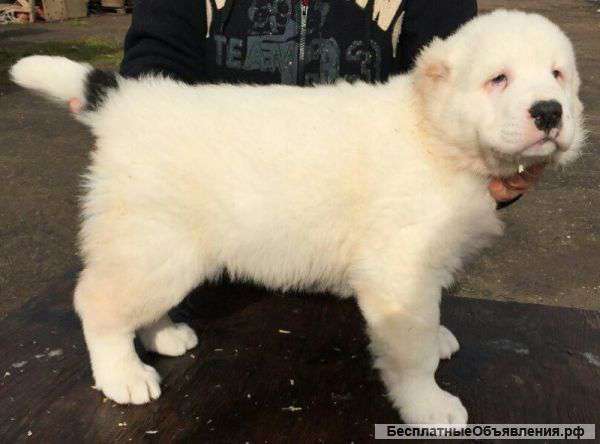 Тяжи Алабая щенки