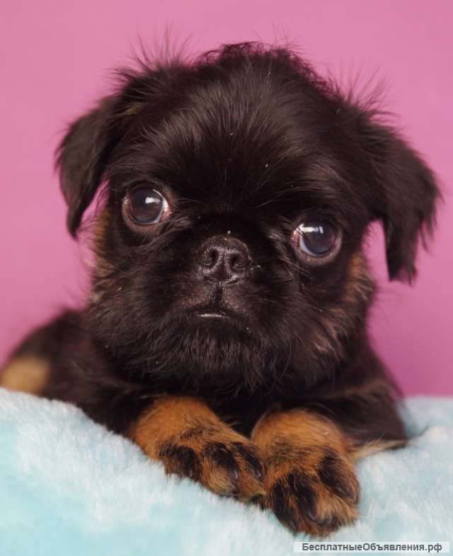 Щенки Бельгийского гриффона и Пти-Брабансона