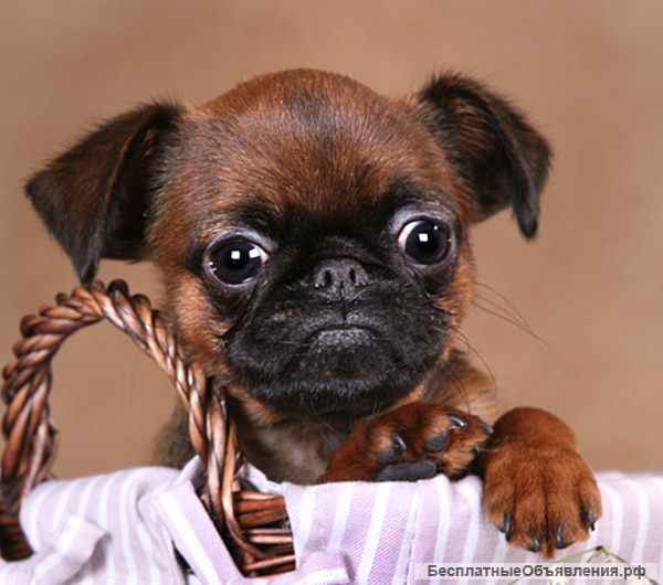 Щенки Бельгийского гриффона и Пти-Брабансона