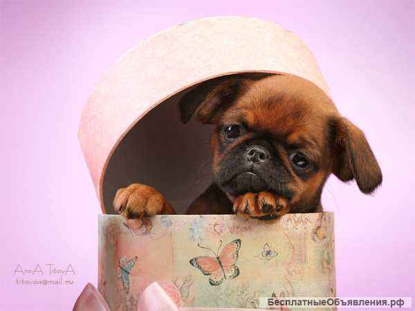 Щенки Бельгийского гриффона и Пти-Брабансона