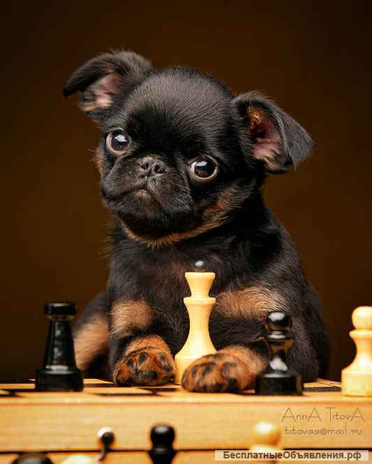 Щенки Бельгийского гриффона и Пти-Брабансона