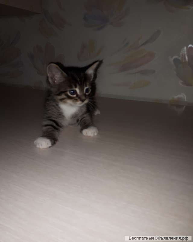 Игривые и Добрые Котята