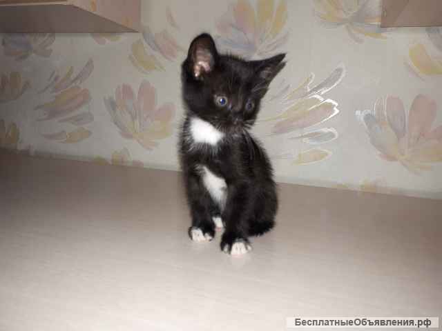 Игривые и Добрые Котята