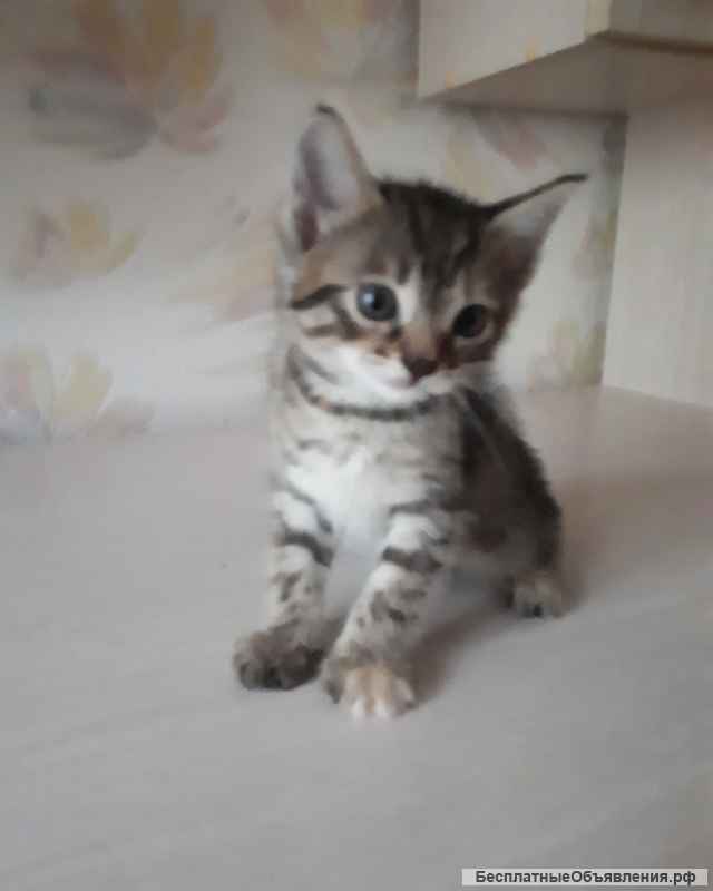 Игривые и Добрые Котята