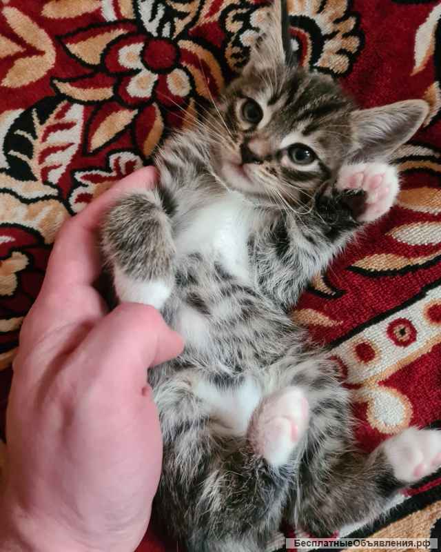 Игривые и Добрые Котята