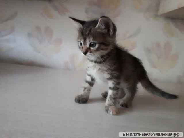 Игривые и Добрые Котята