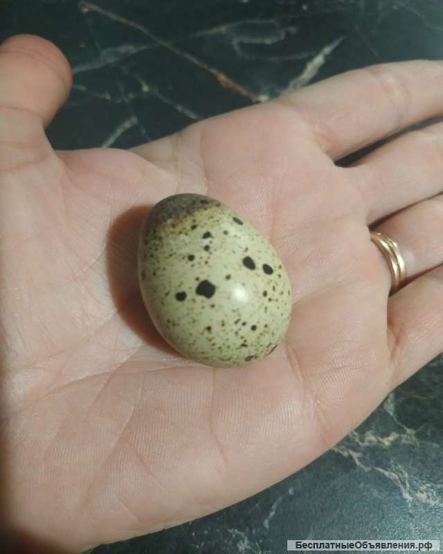 Перепелиные яйца