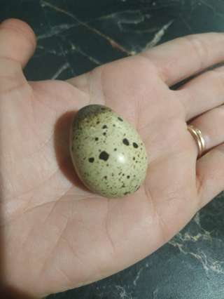 Перепелиные яйца