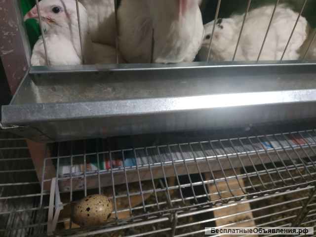 Перепелиные яйца