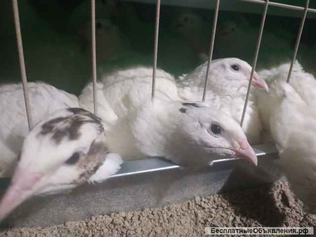 Перепелиные яйца