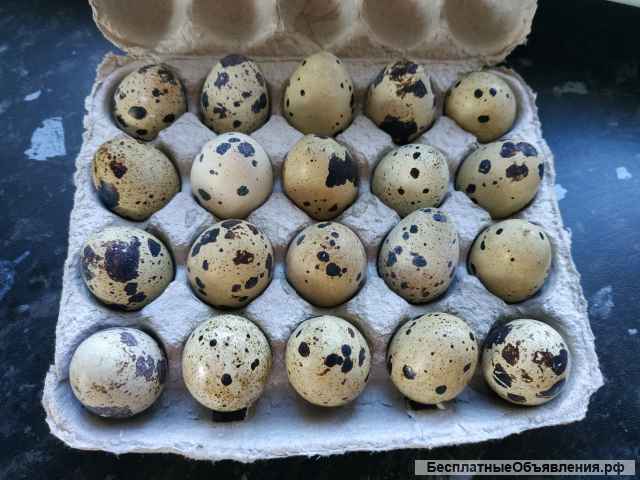 Перепелиные яйца