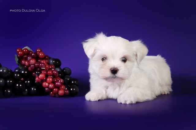 Мальтийская болонка, щенки (Maltese)от Ирлайн-дог