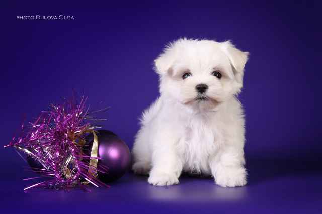 Мальтийская болонка, щенки (Maltese)от Ирлайн-дог