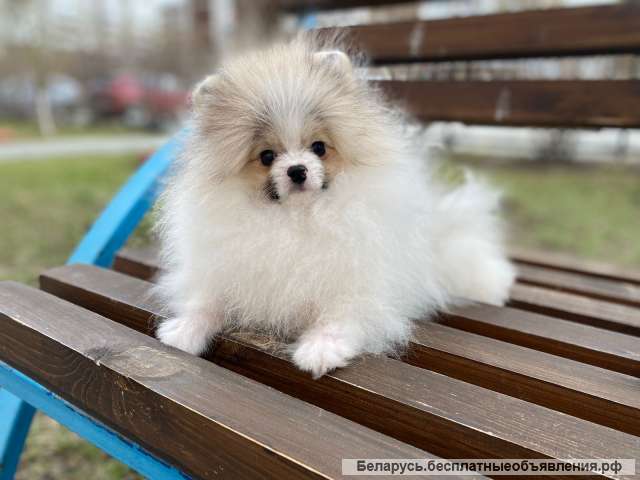 В продаже щенки померанского шпица разных цветов
