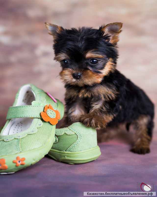 Щенки йоркширского терьера в продаже от Ирлайн-дог