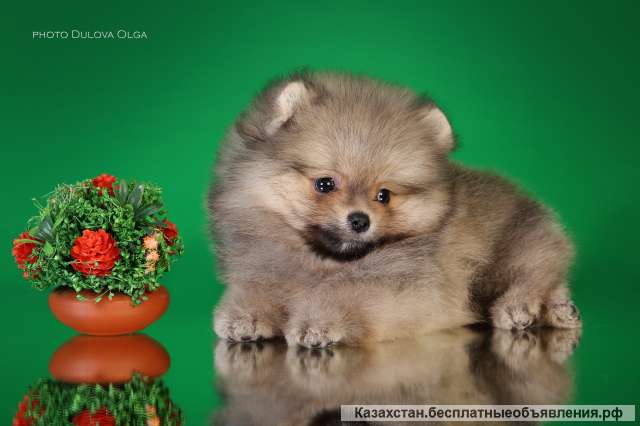 Детки померанского шпица от Ирлайн-дог в продаже