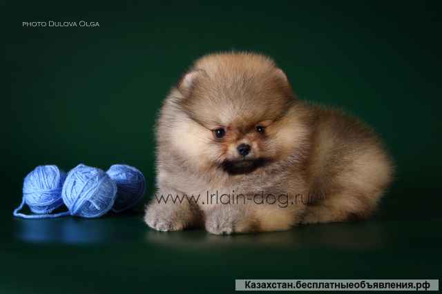 Детки померанского шпица от Ирлайн-дог в продаже