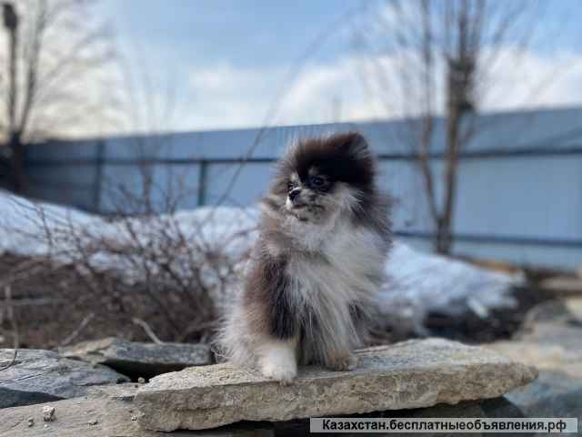 Детки померанского шпица от Ирлайн-дог в продаже