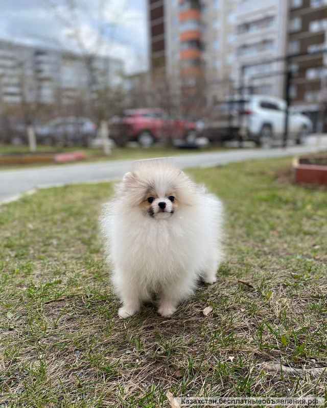 Детки померанского шпица от Ирлайн-дог в продаже