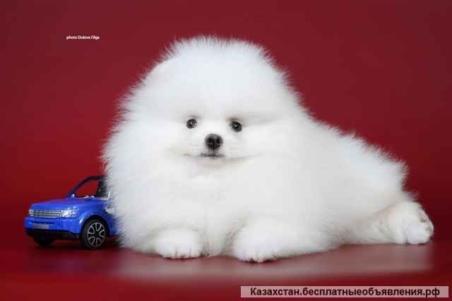 Детки померанского шпица от Ирлайн-дог в продаже