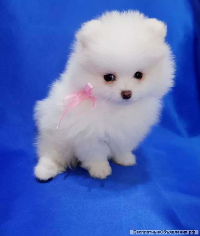 Вот щенки шпиц