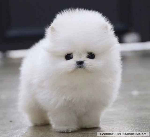 Вот щенки шпиц