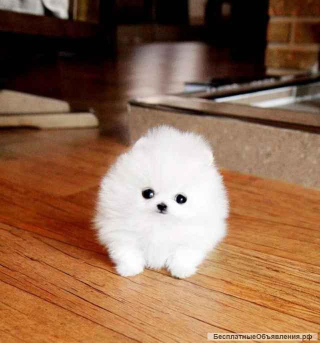 Вот щенки шпиц