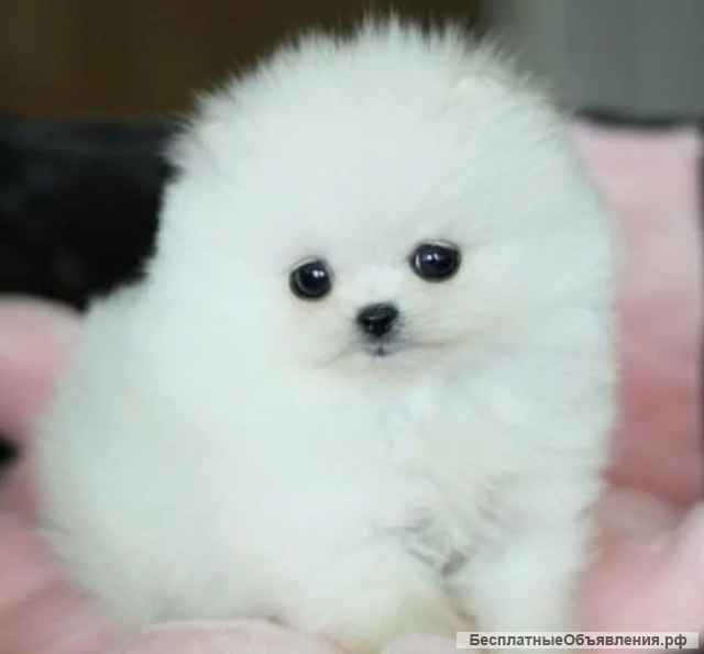 Вот щенки шпиц