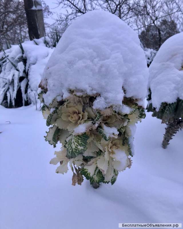 Цветет всю зиму