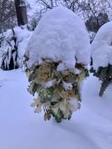 Цветет всю зиму