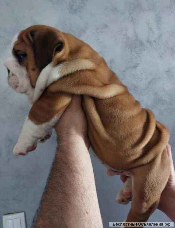 Английский бульдог, щенок