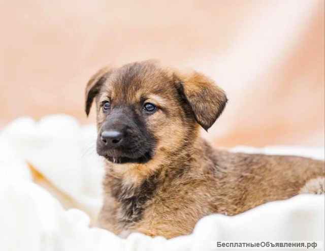 Щенки красивые в добрые руки
