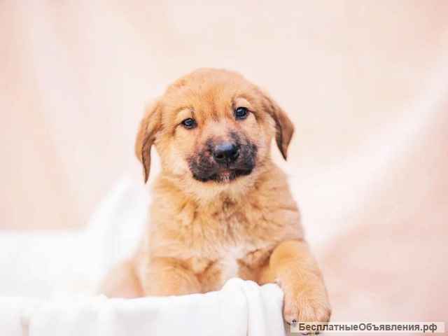 Щенки красивые в добрые руки