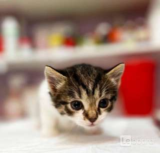 Котята тигрята