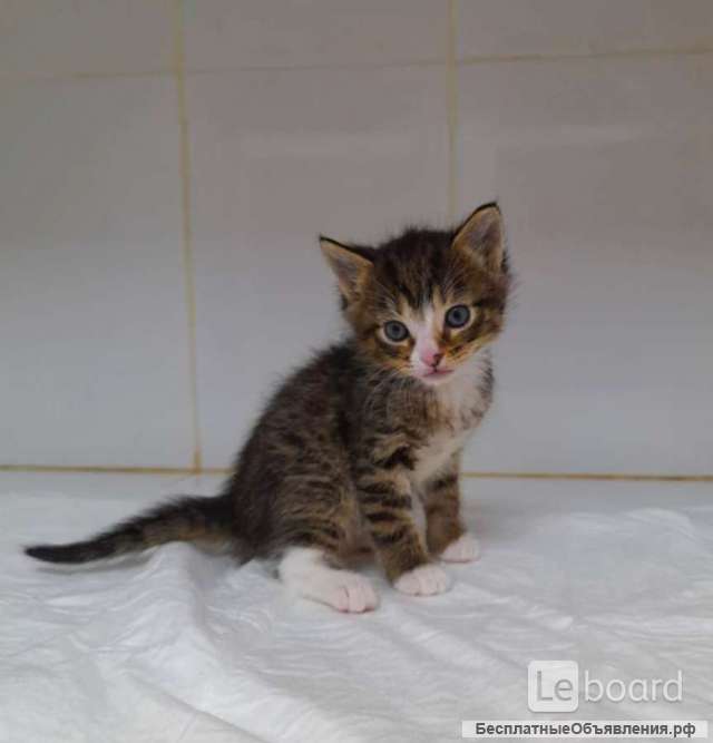 Котята тигрята