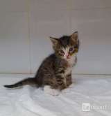 Котята тигрята