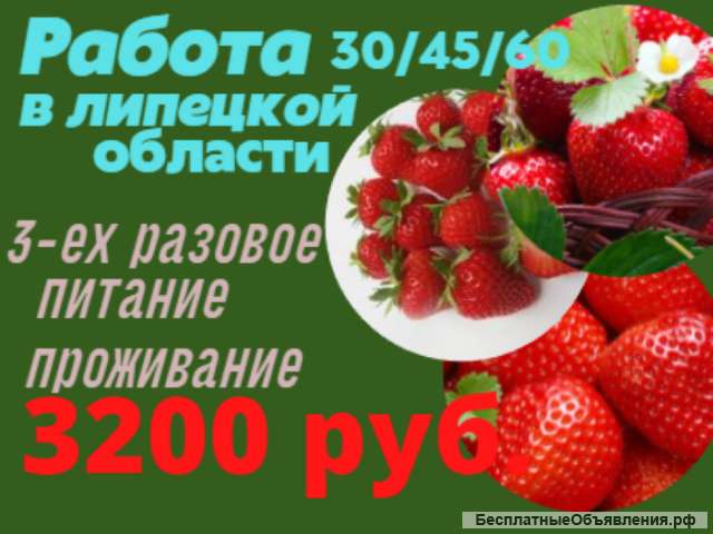 Сборщики клубники жилье +питание