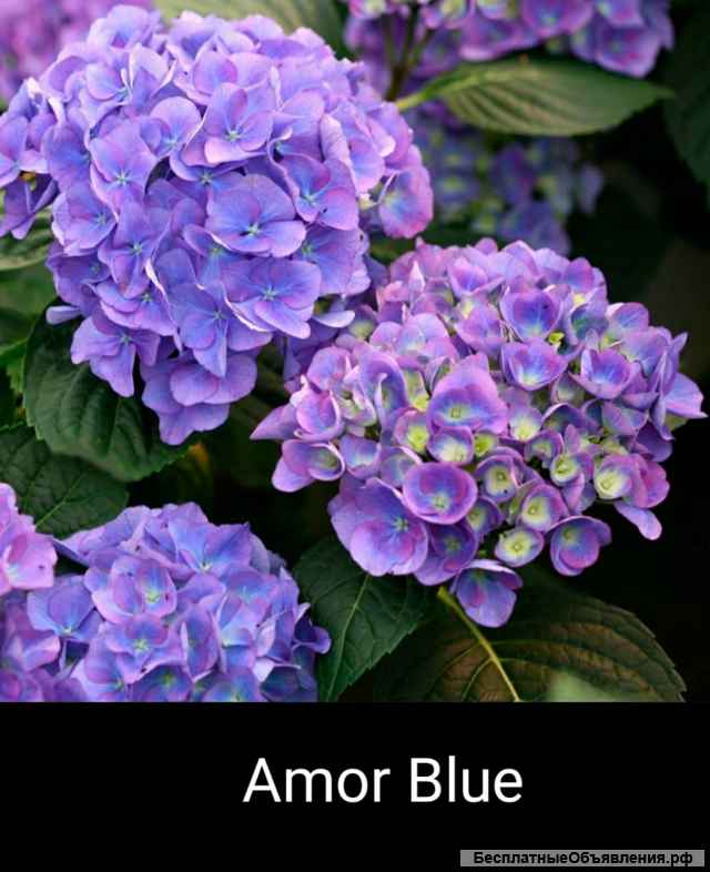 В ассортименте саженцы роз и крупнолистной гортензии