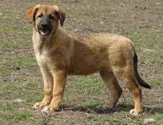 Девочка-щенок Мишель ищет настоящую ЛЮБОВЬ